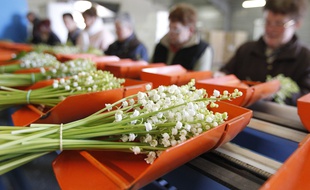 La Pierre Percee le 24/04/2013, la cueillette du muguet