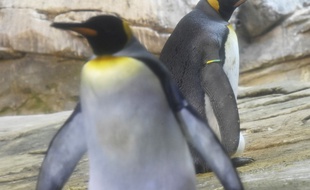 Le zoo de Berlin est visiblement friendly.