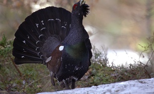 Le grand tétras, appelé aussi coq de bruyère.
