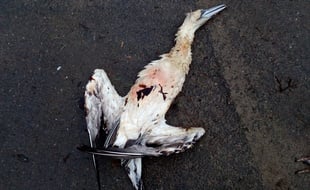 Des oiseaux souillés de pétrole ont été découverts sur la commune de Plougasnou, dans le Finistère. La pollution proviendrait encore du pétrolier Tanio, coulé en 1980.