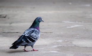 Un pigeon (illustration)