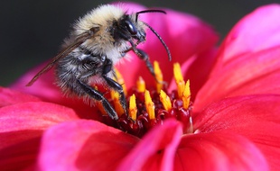 Une abeille sur une fleur (image d'illustration).
