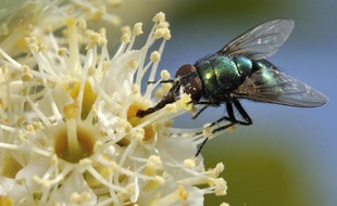 L'oeil à facettes des mouches, des abeilles ou des libellules inspire les chercheurs pour créer de légers robots volants ou mettre au point des bandes dotées de capteurs pouvant détecter les obstacles et alerter des aveugles d'un dange