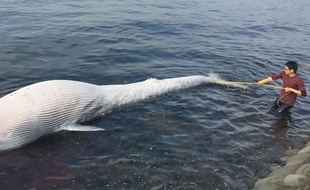 Une baleine morte est lavée dans la baie d'Omura, à Nagasaki, au Japon, le 25 novembre 2015.