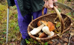 La cueillette des champignons est soumise à une réglementation