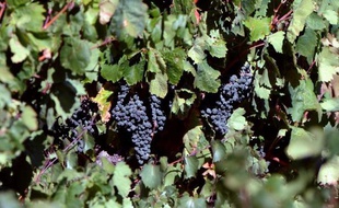 Les vins des châteaux français ont obtenu lundi un sursis, la Commission européenne ayant décidé de reporter sine die une décision sur l'importation dans l'Union européenne de vins américains portant la mention "château", que la France est pour le moment seule à refuser.