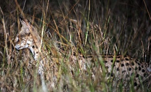 Un serval en Afrique du Sud en 2012.