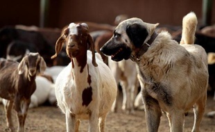 Dans une ferme de Namibie, Bonzo le berger d'Anatolie a une mission bien particulière: protéger son troupeau de chèvres des guépards.