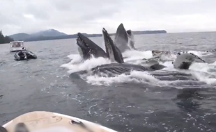 Des touristes reçoivent une visite inattendue - Le Rewind (video)