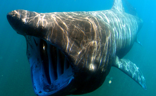 Le requin pèlerin est le second plus grand poisson du monde après le requin baleine.