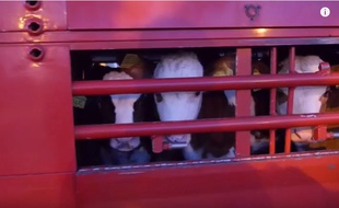La CIWF dénonce les conditions de transports des veaux dans une vidéo