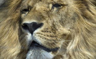 Un lion, le 17 octobre 2015, à Bethlehem, en Afrique du Sud
