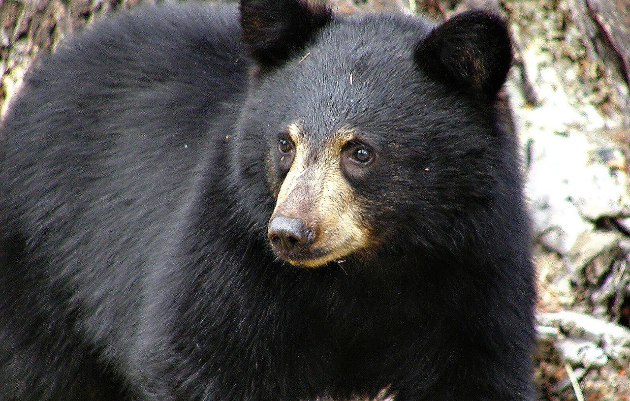 Un ours noir a surpris la petite fille dans sa tente vers 22 heures dans un camping. (illustration).