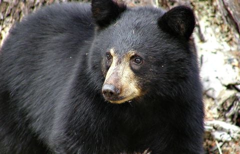 Une fillette de 3 ans attaquée par un ours dans un camping aux Etats-Unis