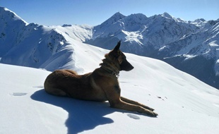 Hiss, le chien du PGHM des Alpes-Maritimes, est décédé après un accident grave.