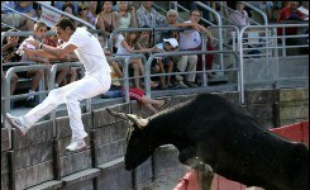 Ceux que la corrida rebute, n'ont pas à déserter les arènes: dans le sud-est de la France, la course camarguaise, forme de tauromachie unique au monde, laisse la vie au taureau, véritable star à qui l'on érige même des statues dans les villes et villages