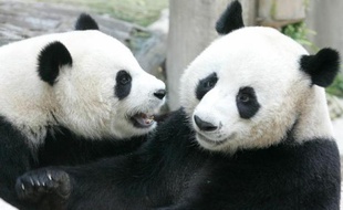 Un panda géant du zoo de Chiang Mai, dans le nord de la Thaïlande, a fait une fausse couche, anéantissant les espoirs de la naissance d'un deuxième petit dans un pays passionné par ces ours blancs et noirs.