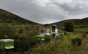 Les fleurs de romarin sont passées, la saison des sauges sauvages bat son plein. Dans la colline odorante, quelques virages serrés sur des chemins de terre, et la vieille voiture de Nicos arrive au paradis des abeilles: une prairie tapissée de muscaris violets, tout près des ruines antiques de Mycènes.