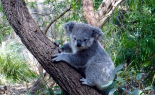 Un koala en Australie (illustration).