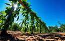 Semez ce légume grimpant oublié début août : des récoltes généreuses sans arrosage et sans effort