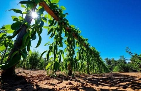 Semez ce légume grimpant oublié début août : des récoltes généreuses sans arrosage et sans effort