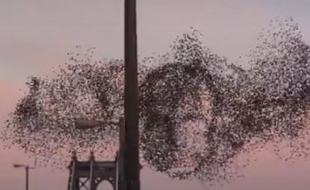 Nuée d'oiseaux à New York, sur une vidéo publiée le 11 août 2015.