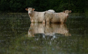 Des champs inondés à Tennie, le 11 juin 2018.