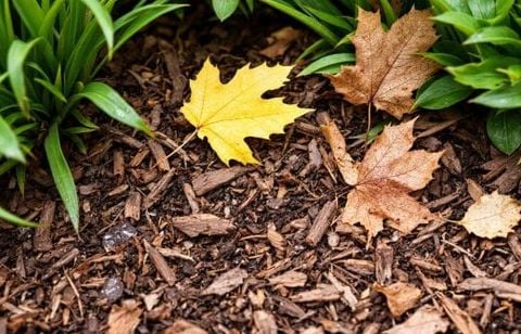 Les paysagistes tranchent : faut-il pailler maintenant ou attendre que le froid s’installe ?