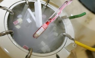 La fertilité humaine, qui pourrait avoir diminué depuis quelques années dans certains pays industriels, "ne risque pas d'entraîner un déclin de la population", selon une étude de l'Institut national d'études démographiques (Ined) publiée vendredi.