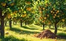 Verger en août : des fruits magnifiques en septembre ou des branches malades ? Tout se joue maintenant