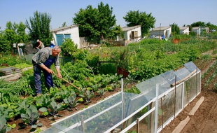 Les jardins ouvriers d'Allonnes, dans la Sarthe (illustration).