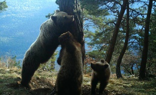 Hvala et deux de ses oursons, dont on ne connaît pas le géniteur.
