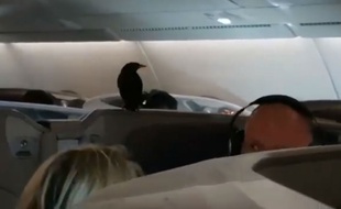 L'oiseau qui se trouvait sur le vol Singapour-Londres le 7 janvier 2019.