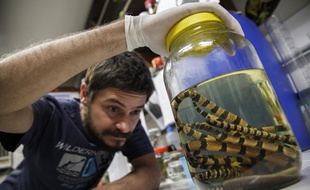 Le biologiste Rafael de Fraga étudie les serpents à Manaus.