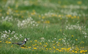 Le Conseil d'État a interdit la chasse traditionnelle d'oiseaux tels que le vanneaux huppés