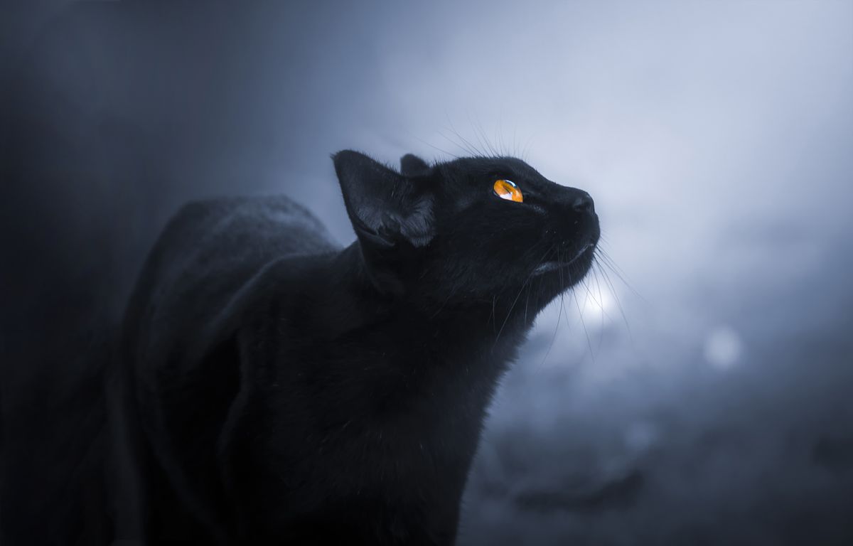 Pourquoi La Nuit Tous Les Chats Sont Ils Gris Les chats voient-ils vraiment dans le noir ?