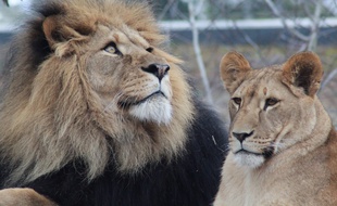 Des lions. Illustration.