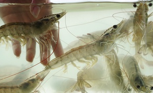 Les gambas sont élevées dans des bassins d'eau salée et leurs rejets sont transformés en fertilisants pour faire pousser des légumes.