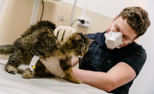 Un chat chez le vétérinaire pendant la crise du coronavirus (illustration).