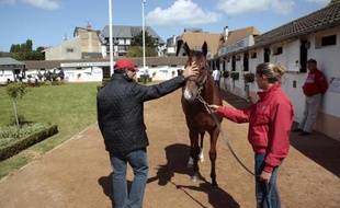 Un acheteur potentiel devant un yearling le 18 août 2014 à Deauville