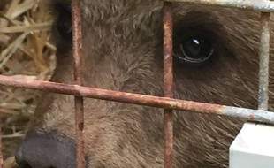L'ourson a été découvert par un habitant sur la commune de Couflens, en Ariège.