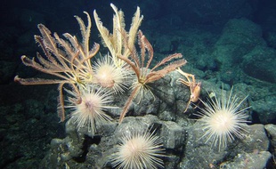 Comatules, oursins et galathée sur la ride Futuna.