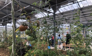 L'Agronaute, première ferme urbaine nantaise, a ouvert ses portes en septembre 2019