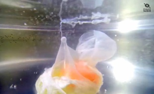 Capture d'écran de la cuisson d'un oeuf, filmée depuis l'intérieur de la casserole.