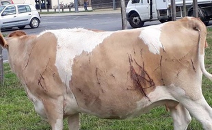 La vache de la commune de Bouvron a été blessée