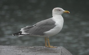 Un goéland (illustration).