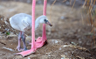 Un bébé flamant rose.