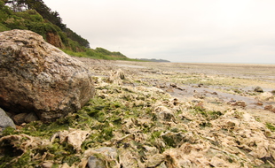 La plage de la Grandville, Ã Hillion, ici recouverte d'algues vertes en juin 2021.