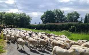 Un troupeau en transhumance dans les Pyrénées.