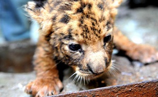 Un tigron dans un zoo de Haiku, en Chine, en 2009.